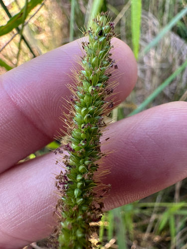 Setaria parviflora observed 2026-10-24