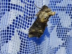 Abrostola asclepiadis