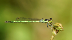 Agriocnemis minima