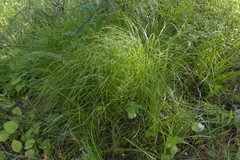Carex pediformis macroura