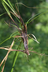 Carex pediformis macroura