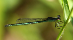 Agriocnemis minima