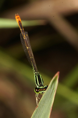 Agriocnemis minima