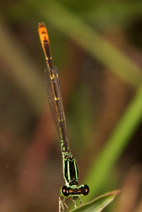Agriocnemis minima