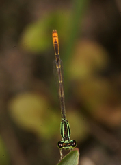 Agriocnemis minima