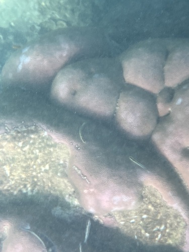 Siderastrea siderea observed 2026-10-14