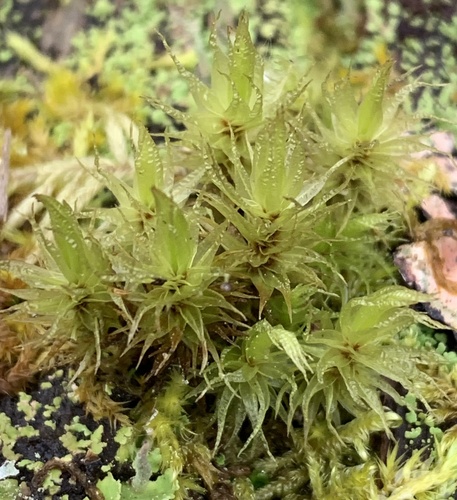 Dicranum polysetum observed 2026-10-22