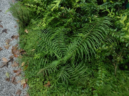 Pteris vittata observed 2026-10-24