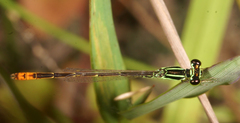 Agriocnemis minima