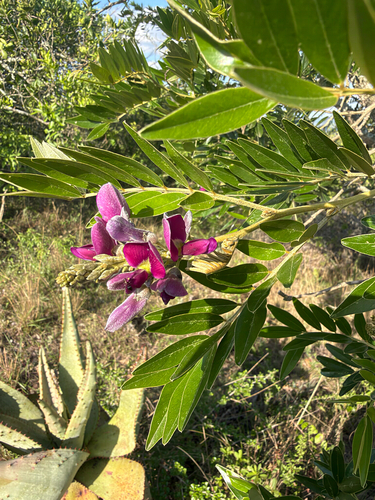 Mundulea, 2026-10-24