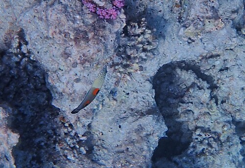 Coris aygula observed 2026-10-22