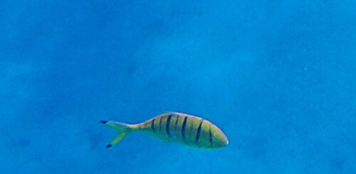 Gnathanodon speciosus observed 2026-10-22