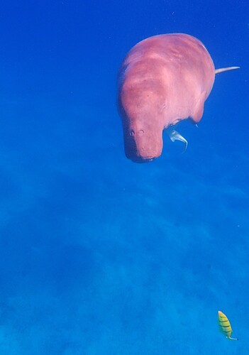 Dugong dugon, 2026-10-22