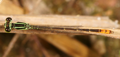 Agriocnemis minima