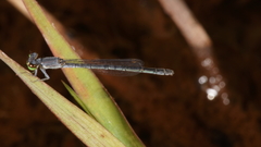Agriocnemis minima