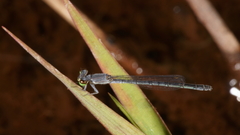 Agriocnemis minima