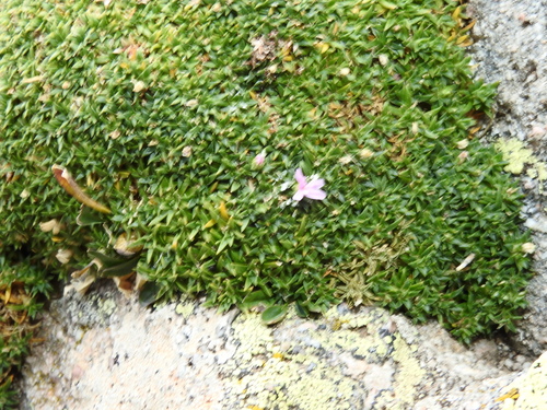 Silene acaulis observed 2026-10-19