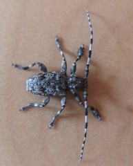 Aegomorphus clavipes