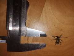 Aegomorphus clavipes