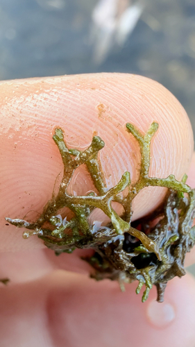 Riccia fluitans observed 2026-10-24