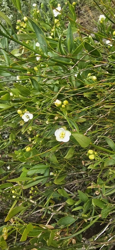 Caryophyllaceae observed 2026-10-24