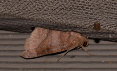 Bastilla hamatilis
