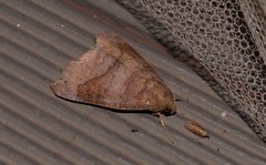 Bastilla hamatilis