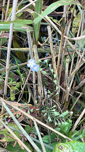 Myosotis scorpioides observed 2026-10-18