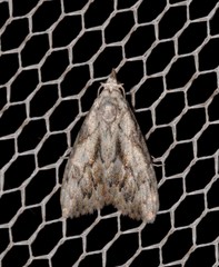 Nola pleurochorda