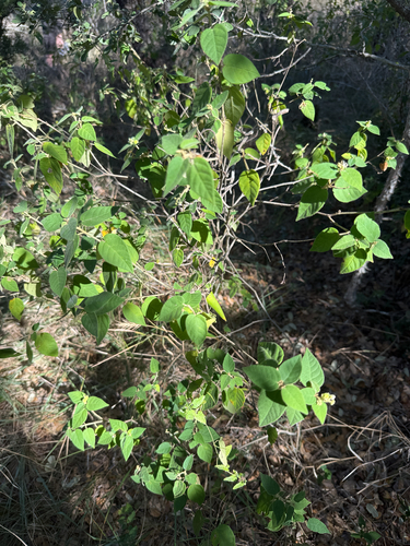 Bush croton