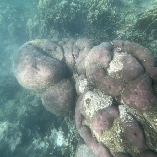 Siderastrea siderea observed 2026-10-14