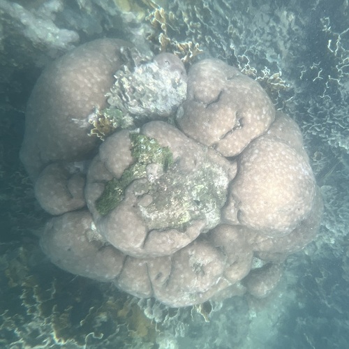 Siderastrea siderea observed 2026-10-14