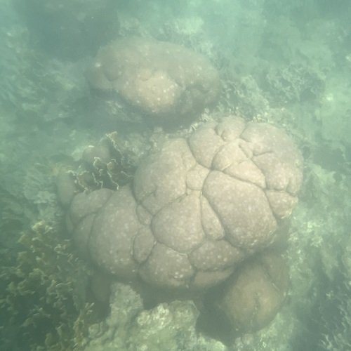 Siderastrea siderea observed 2026-10-14