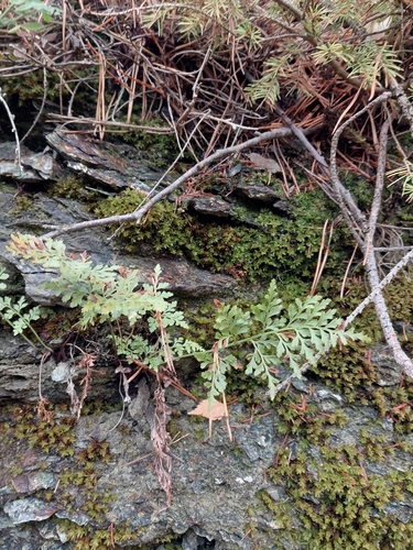 Asplenium cuneifolium, 2026-10-24