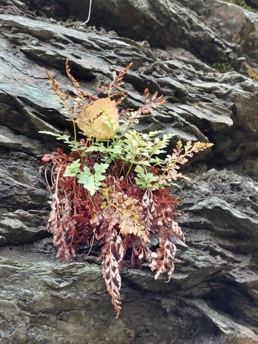 Asplenium cuneifolium, 2026-10-24