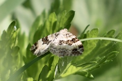 Epirrhoe rivata