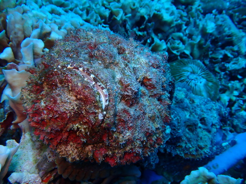 Synanceia verrucosa observed 2026-10-24