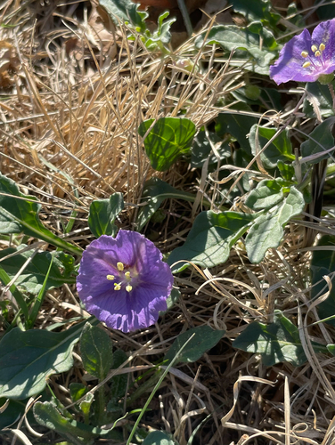 purple groundcherry