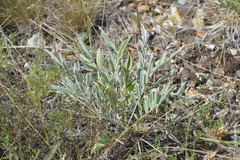 Psephellus sibiricus