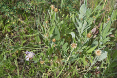 Psephellus sibiricus