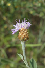 Psephellus sibiricus