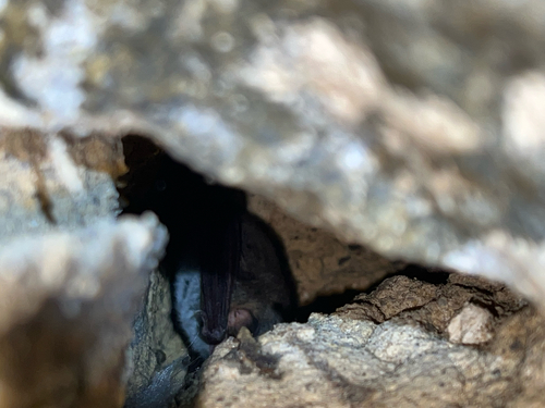 Myotis observed 2026-10-23