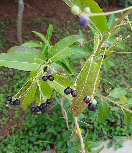 Cestrum diurnum observed 2026-10-20