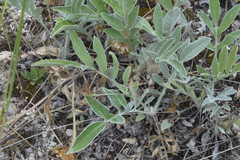 Psephellus sibiricus