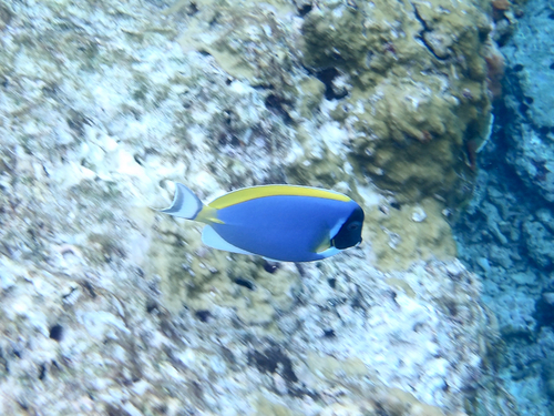 Acanthurus leucosternon observed 2026-10-24