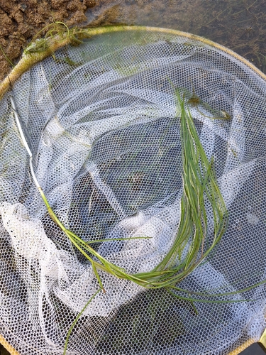 Stuckenia pectinata observed 2026-10-17