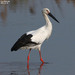 Oriental Stork - Photo (c) Kim, Hyun-tae, some rights reserved (CC BY), uploaded by Kim, Hyun-tae