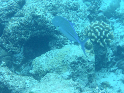 Caranx melampygus observed 2026-10-24
