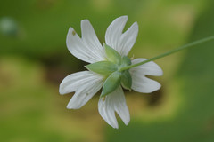 Cerastium davuricum