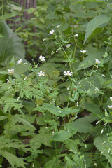Cerastium davuricum